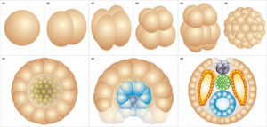 Модель-аппликация Размножение и развитие хордовых - fgospostavki.ru - Белово