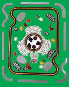 Модель-аппликация "Строение клетки" (набор из 54 пластмассовых фигур) - fgospostavki.ru - Белово