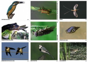 Комплект таблиц Природные зоны России. Сообщества (комплект 18 таблиц) - fgospostavki.ru - Белово