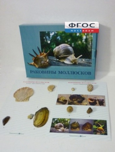 Коллекция "Раковины моллюсков" - fgospostavki.ru - Белово