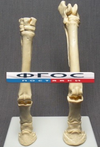 Скелет конечности лошади (передняя и задняя) на подставке - fgospostavki.ru - Белово