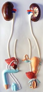 Модель барельефная "Мочевыделительная система" - fgospostavki.ru - Белово