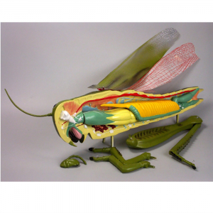 Модель "Кузнечик" - fgospostavki.ru - Белово