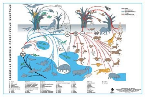 Комплект таблиц "Эволюция движений позвоночных животных" - fgospostavki.ru - Белово