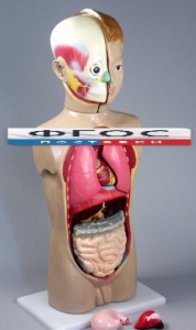 Модель Торс человека 65 сантиметров - fgospostavki.ru - Белово