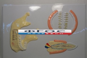 Модель барельефная "Челюсть человека" - fgospostavki.ru - Белово