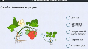 Интерактивные курсы. Биология 7 класс. Расширенный. - fgospostavki.ru - Белово