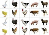 Комплект карточек "Запоминай, играй, считай" - Домашние животные - fgospostavki.ru - Белово