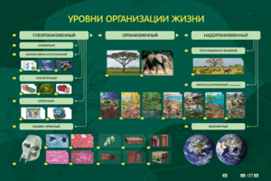 Электрифицированный стенд "Уровни организации жизни" - fgospostavki.ru - Белово