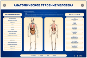 Электрифицированный стенд-тренажер c макетом скелета "Анатомическое строение человека" - fgospostavki.ru - Белово