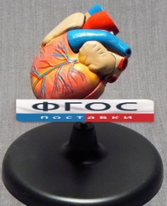 Модель "Сердце" (лабораторная) - fgospostavki.ru - Белово