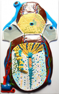 Модель барельефная "Долька печени" (макро-микростроение) - fgospostavki.ru - Белово