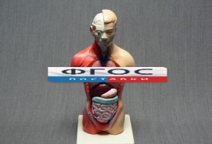 Модель Торс человека 42 сантиметра - fgospostavki.ru - Белово