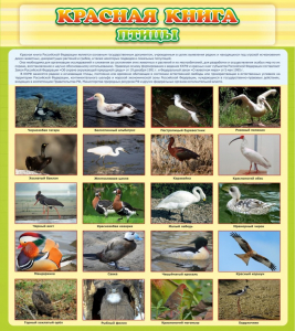 Стенд "Красная книга - птицы" - fgospostavki.ru - Белово