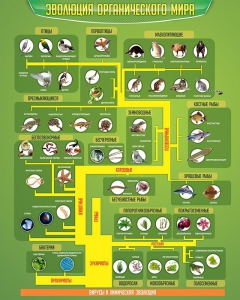 Стенд "Многообразие органического мира" - fgospostavki.ru - Белово