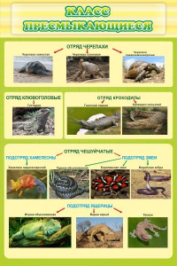Стенд "Класс пресмыкающиеся" - fgospostavki.ru - Белово