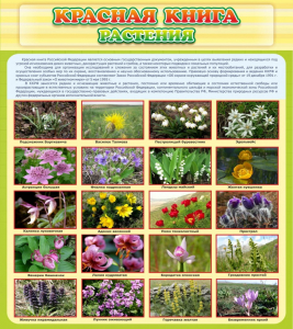 Стенд "Красная книга - растения" - fgospostavki.ru - Белово