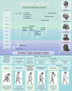 Стенд "Эволюция человека" Вариант 1 - fgospostavki.ru - Белово