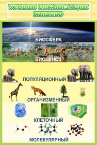 Стенд "Уровни организации живого" - fgospostavki.ru - Белово
