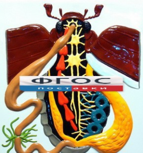 Модель барельефная "Внутреннее строение жука" - fgospostavki.ru - Белово