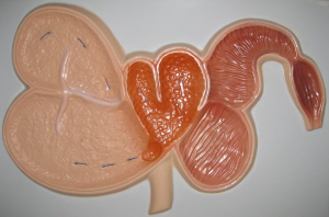 Модель барельефная "Желудок жвачного животного" - fgospostavki.ru - Белово