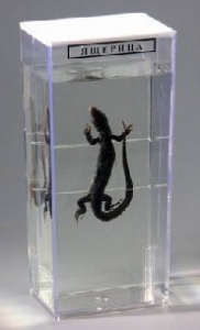 Влажный препарат "Ящерица" - fgospostavki.ru - Белово