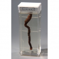 Влажный препарат "Пескожил" - fgospostavki.ru - Белово