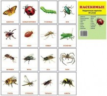 Раздаточные карточки "Насекомые" - fgospostavki.ru - Белово