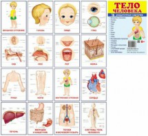 Раздаточные карточки "Тело человека" - fgospostavki.ru - Белово