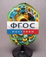 Модель "Клетка растения" - fgospostavki.ru - Белово