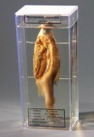 Влажный препарат "Внутреннее строение рыбы" - fgospostavki.ru - Белово