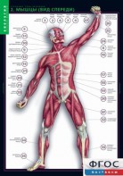 Комплект таблиц. Биология. Строение тела человека. - fgospostavki.ru - Белово