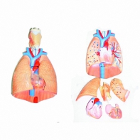 Модель "Система органов дыхания" - fgospostavki.ru - Белово