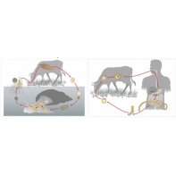 Модель-аппликация Цикл развития бычьего цепня и печеночного сосальщика - fgospostavki.ru - Белово