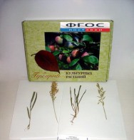 Гербарий "Культурные растения" (28 видов) - fgospostavki.ru - Белово