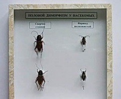 Коллекция энтомологическая "Половой диморфизм" - fgospostavki.ru - Белово