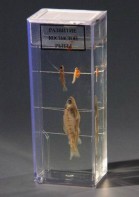 Влажный препарат "Развитие костистой рыбы" - fgospostavki.ru - Белово