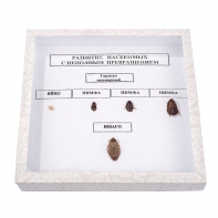 Коллекция "Развитие насекомых с неполным превращением" - fgospostavki.ru - Белово