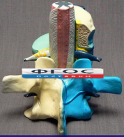 Модель "Части позвоночника человека" - fgospostavki.ru - Белово