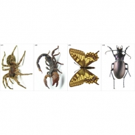 Модель-аппликация Многообразие беспозвоночных - fgospostavki.ru - Белово