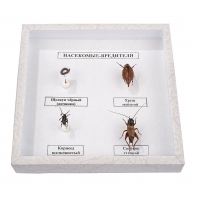 Коллекция энтомологическая "Насекомые вредители" - fgospostavki.ru - Белово