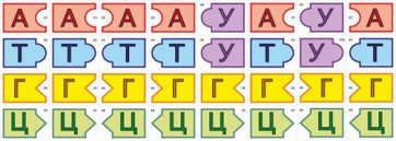 Модель-аппликация Удвоение ДНК и транскрипция РНК - fgospostavki.ru - Белово