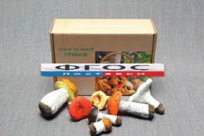 Набор муляжей грибов - fgospostavki.ru - Белово