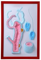 Барельефная модель "Строение гидры" - fgospostavki.ru - Белово