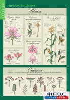 Комплект таблиц. Биология 6 класс. Растения, грибы, лишайники - fgospostavki.ru - Белово