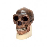 Модель черепа синантропа - fgospostavki.ru - Белово