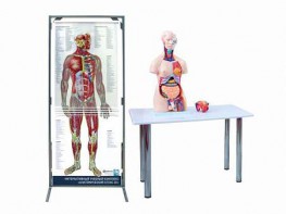 Интерактивный учебный комплекс "Анатомический атлас 3D" - fgospostavki.ru - Белово