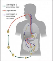 Модель-аппликация Цикл развития аскариды - fgospostavki.ru - Белово