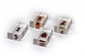 Комплект микропрепаратов для стереомикроскопа - fgospostavki.ru - Белово