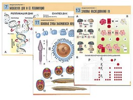 Комплект таблиц по биологии демонстрационных "Общая биология 1" (16 таблиц, формат А1, ламинированные) - fgospostavki.ru - Белово